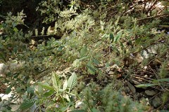 Strobilanthes integrifolia